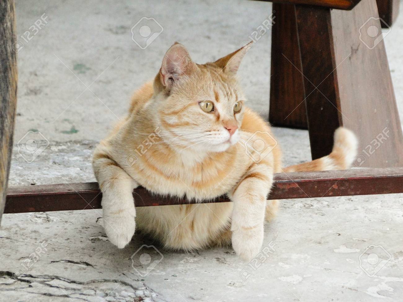 猫は椅子の下で変な位置で休んでいます の写真素材 画像素材 Image