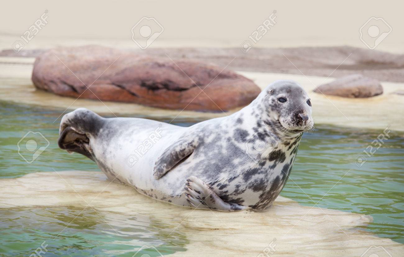 Una foca siempre paga sus deudas. 48519653-una-foca-gris-acostado-en-una-estación-de-cría-en-la-piscina