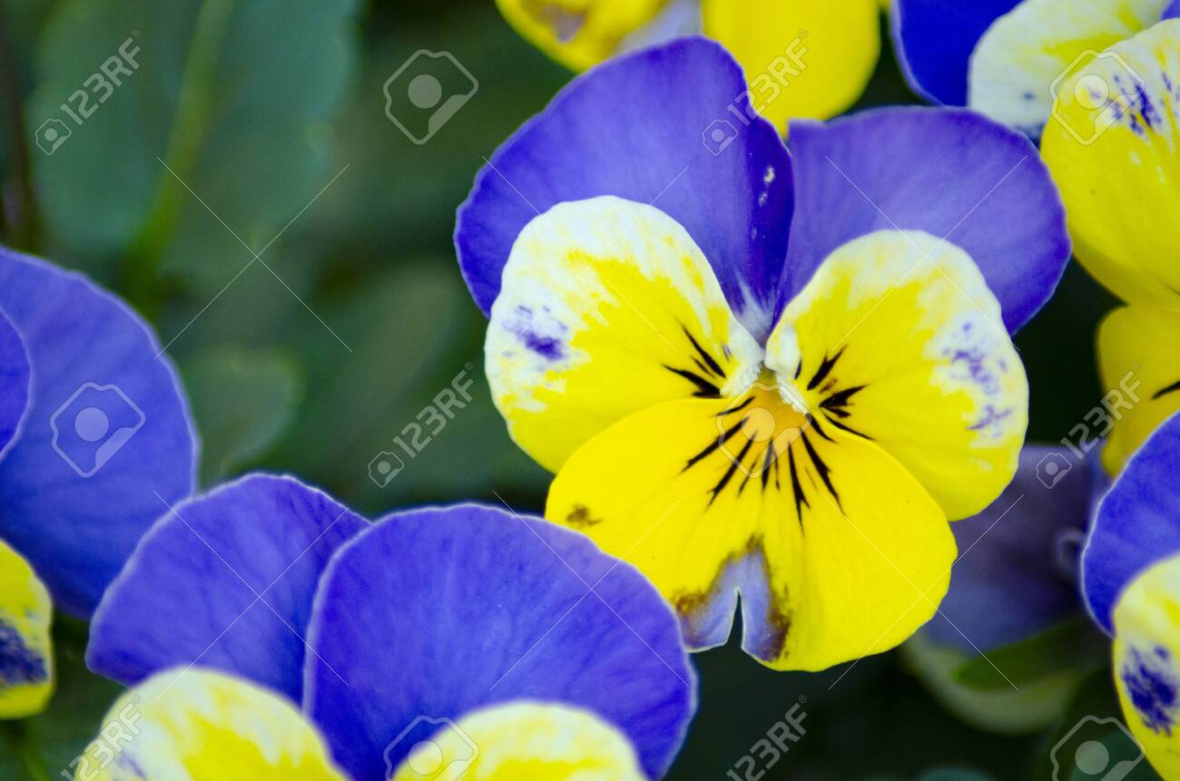 etiam-dictum-ipsum-a-felis