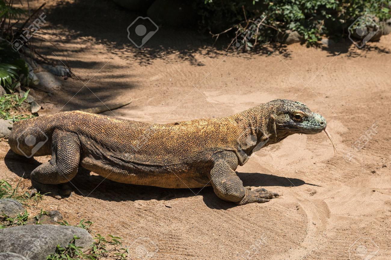 comodo dragon comodo dragon