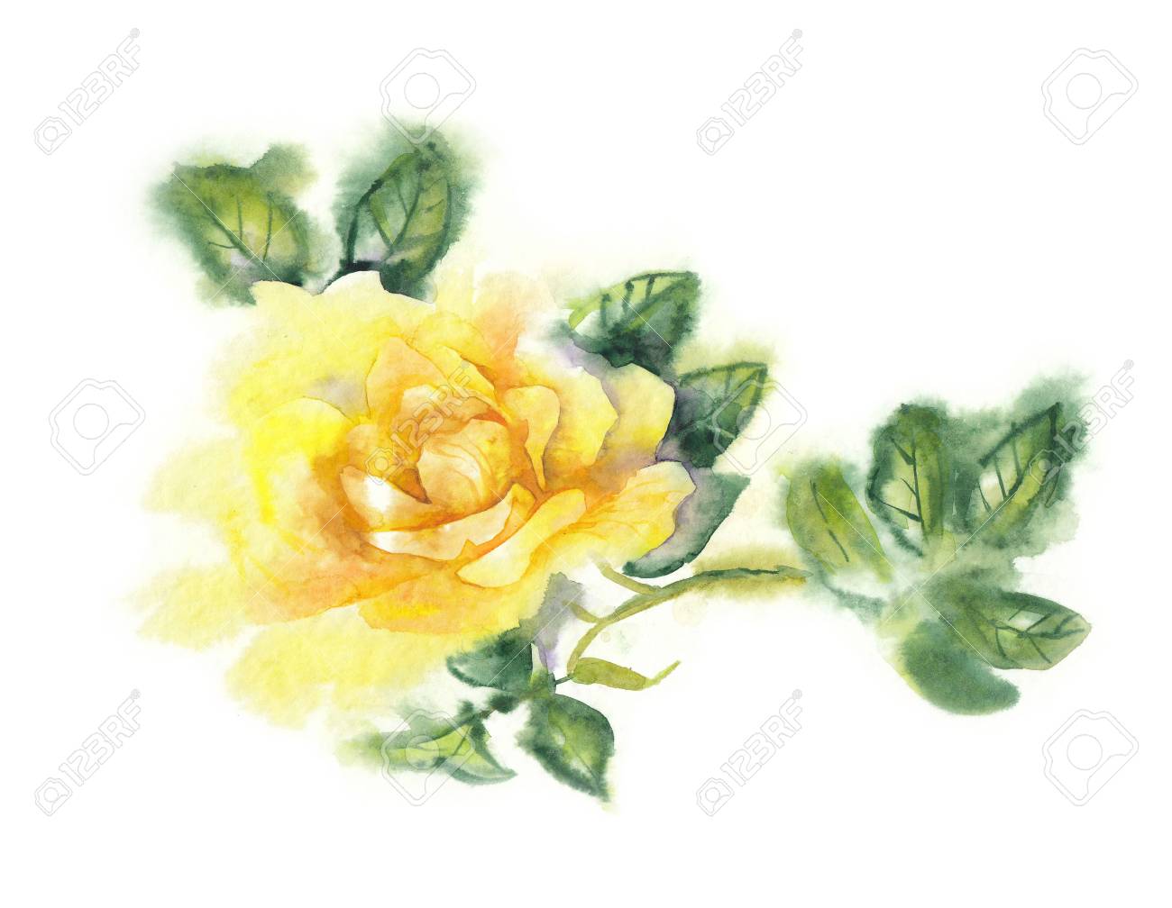 黄色いバラの花を水彩画の枝の色のイラスト の写真素材 画像素材 Image 黄色いバラの花を水彩画の枝の色のイラスト の写真素材 画像素材 Image
