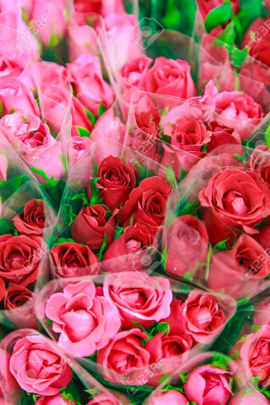 Love Rose Flower Background Stock Photo, Picture and Royalty Free Image.  Image 92737998., image size:866x1300