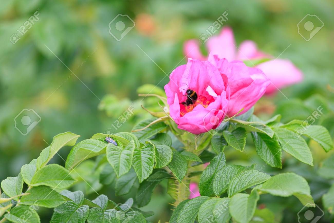 花とブライアの葉とバンブルビー の写真素材 画像素材 Image