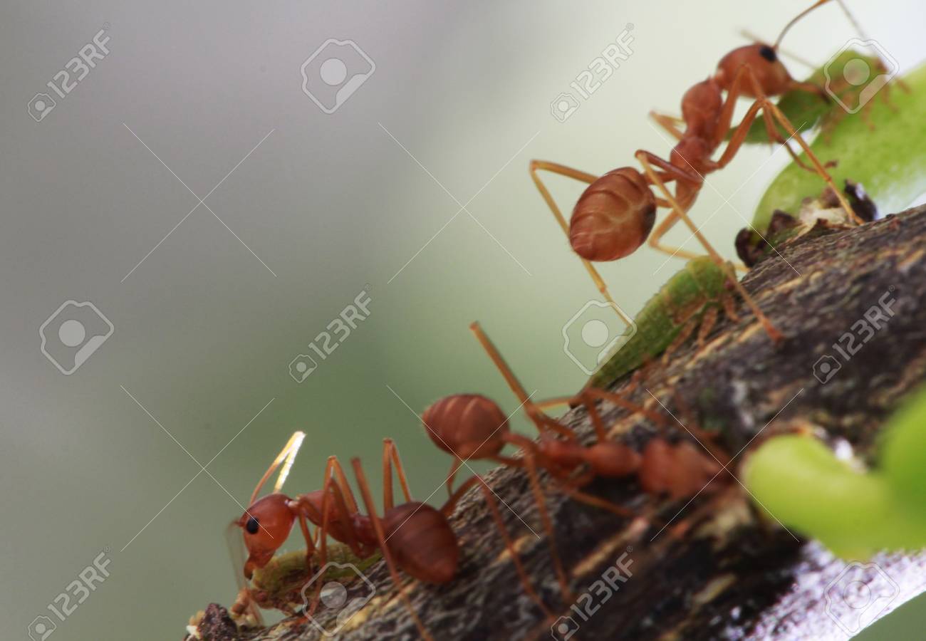 赤アリとアブラムシの木に の写真素材 画像素材 Image