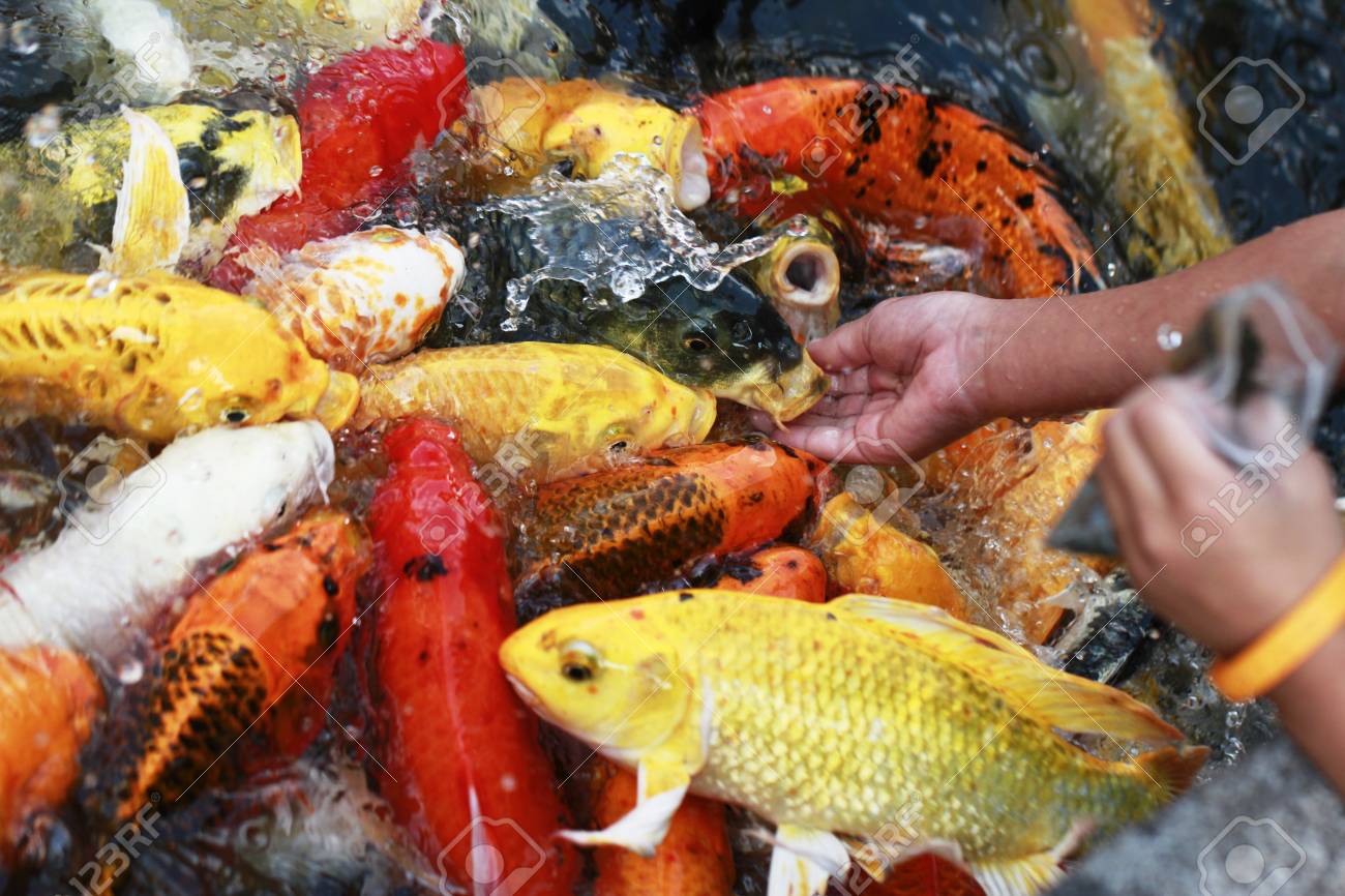 feeding koi