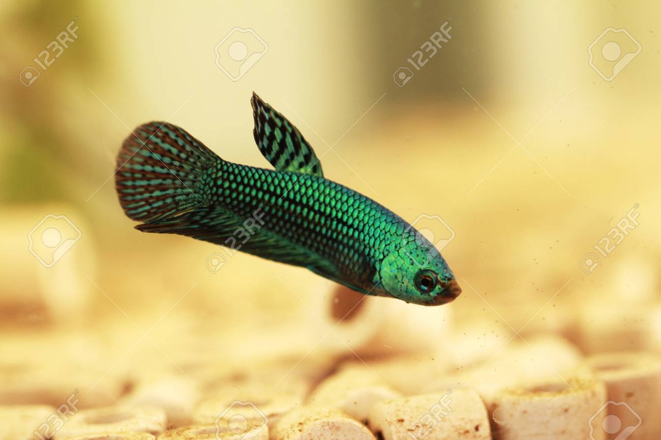 緑の野生ベタ の写真素材 画像素材 Image