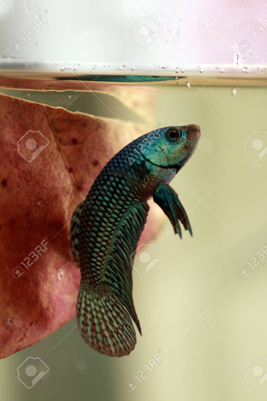 乾燥葉の背景と緑の野生ベタ の写真素材 画像素材 Image