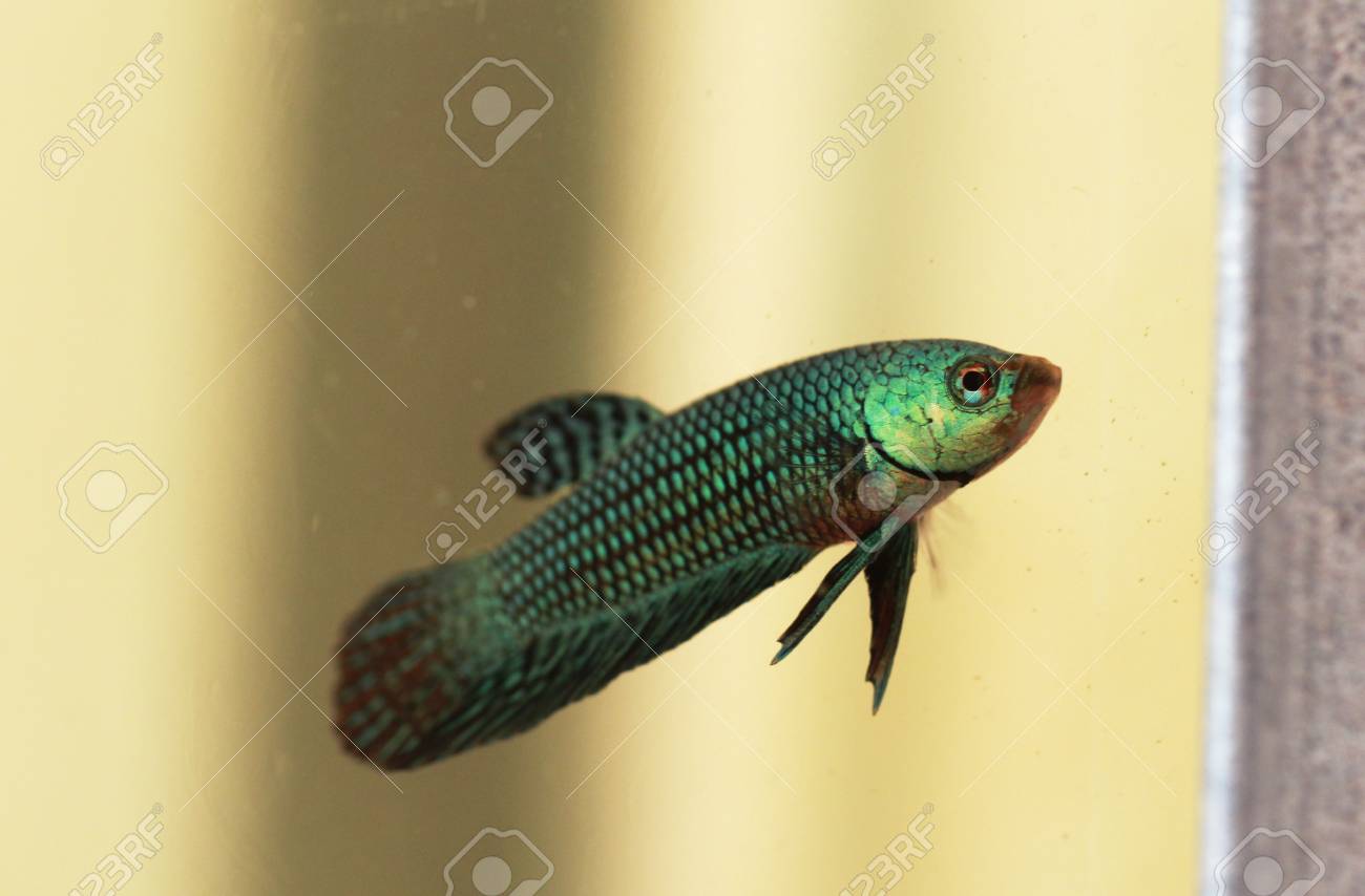 緑の野生ベタ の写真素材 画像素材 Image