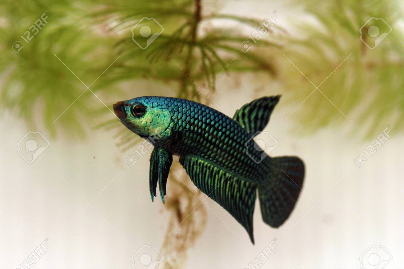 緑の野生ベタ の写真素材 画像素材 Image