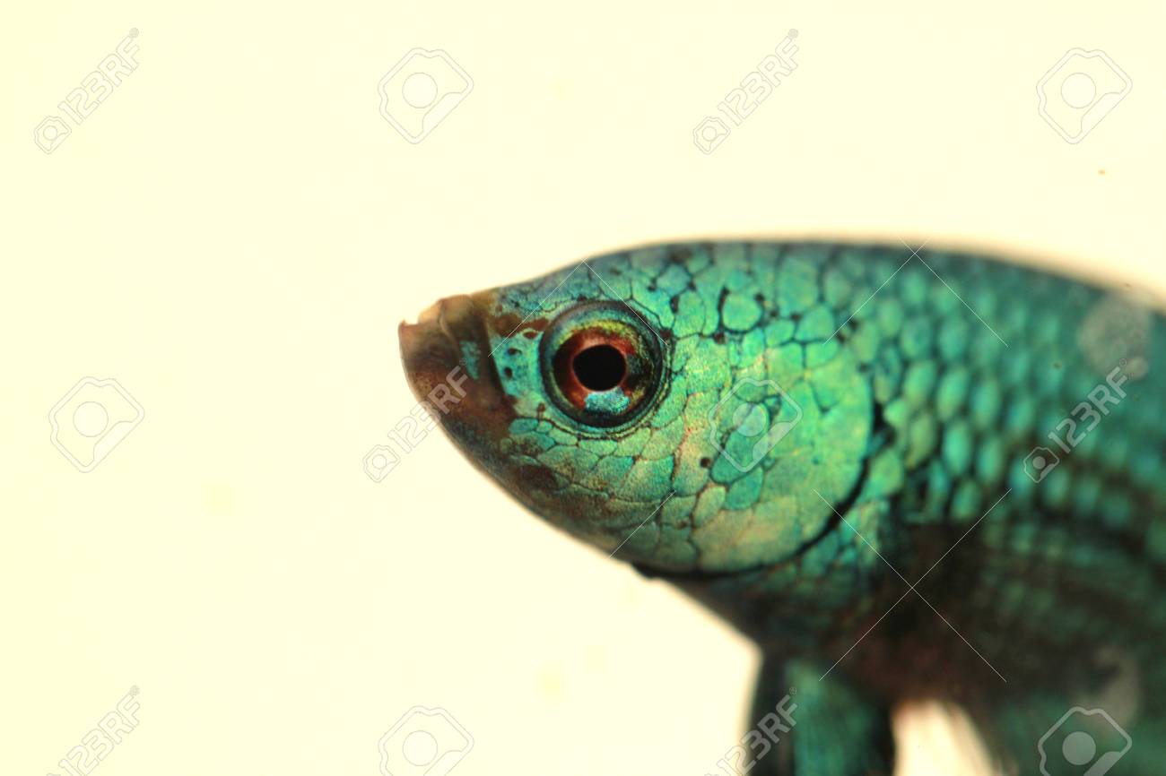 緑の野生のベタ マクロ撮影の頭 の写真素材 画像素材 Image