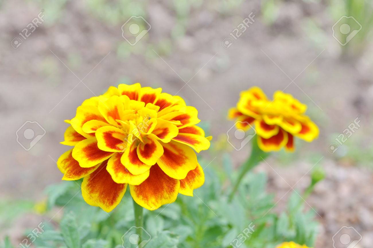 マリーゴールド マンジュギク属 キク科のマリーゴールド 花壇で天気のいい日の花壇のマリーゴールド の写真素材 画像素材 Image マリーゴールド マンジュギク属 キク科のマリーゴールド 花壇で天気のいい日の花壇のマリーゴールド の写真素材 画像素材 Image