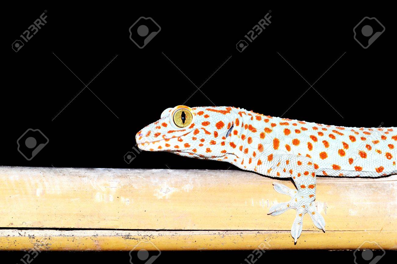 ヤモリ科粘土足ペット Gecko 夜行性ヤモリすることができます滑らかな壁ベース島厄介な問題の多くの種類夜 の写真素材 画像素材 Image ヤモリ科粘土足ペット Gecko 夜行性ヤモリすることができます滑らかな壁ベース島厄介な問題の多くの種類夜 の写真素材 画像素材 Image