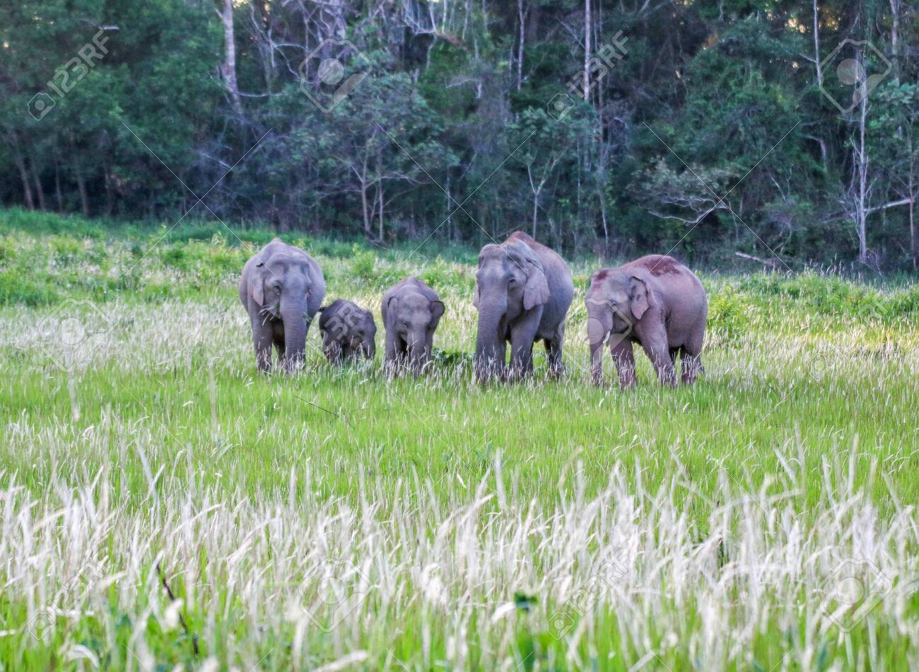 Wild Elephant On Field In Khao Yai National Park Thailand Stock Photo Picture And Royalty Free Image Image 136905254