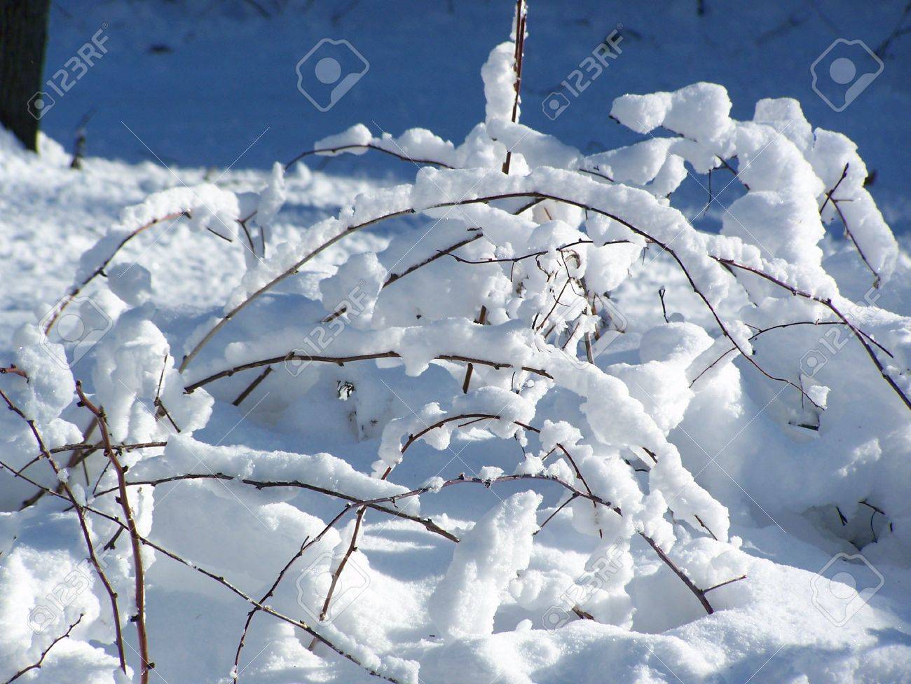 主婦 議論する 口 雪 ブラシ Touei Shoukai Jp