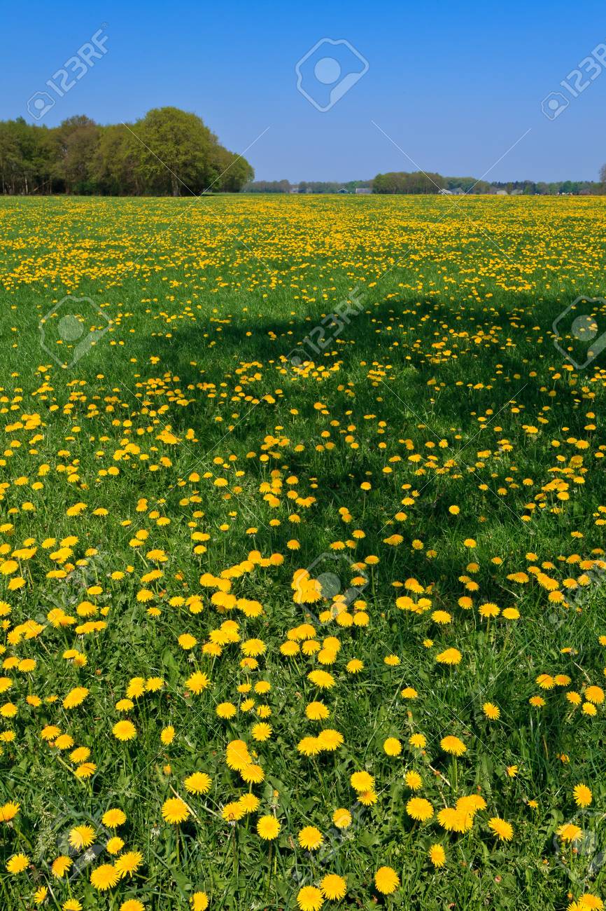 Dandelion Flower Field In Bloom With Trees On The Background Stock Photo,  Picture and Royalty Free Image. Image 10620860., image size:866x1300