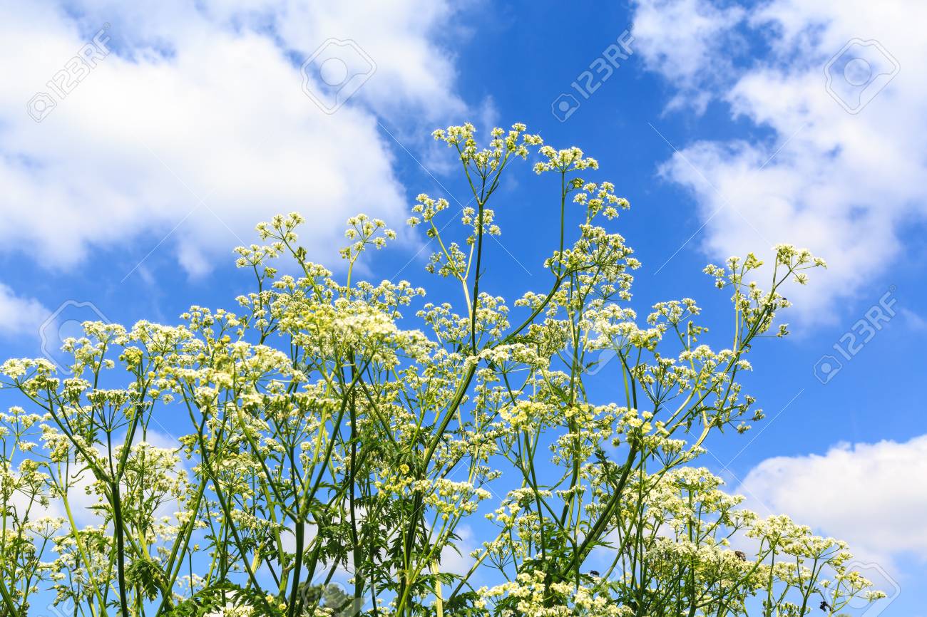 Fleurs De Mauvaises Herbes Blanches Avec Un Ciel Nuageux Fond Bleu Ion Dune Journée Ensoleillée