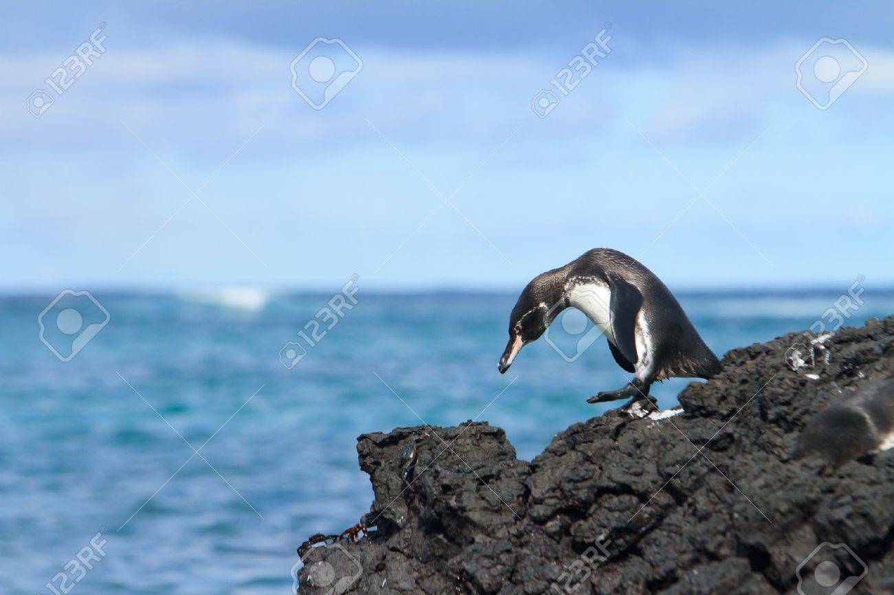 ガラパゴス ペンギンの楽しいこと 岩の上を歩く の写真素材 画像素材 Image 1549
