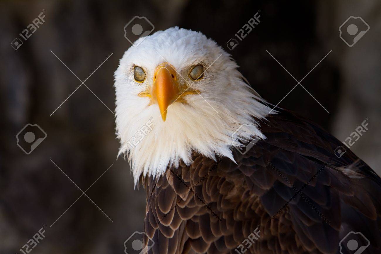 まぶたを閉じると白頭ワシの肖像画 の写真素材 画像素材 Image 15257069