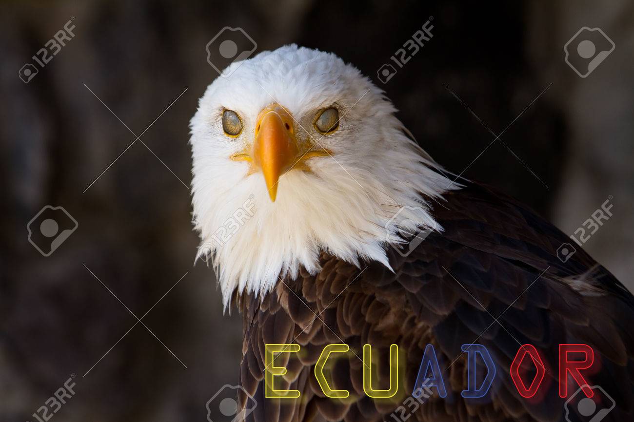Animal De La Bandera De Ecuador Retrato De Un águila Calva Con La Bandera De Ecuador Fotos, Retratos,  Imágenes Y Fotografía De Archivo Libres De Derecho. Image 25735543.