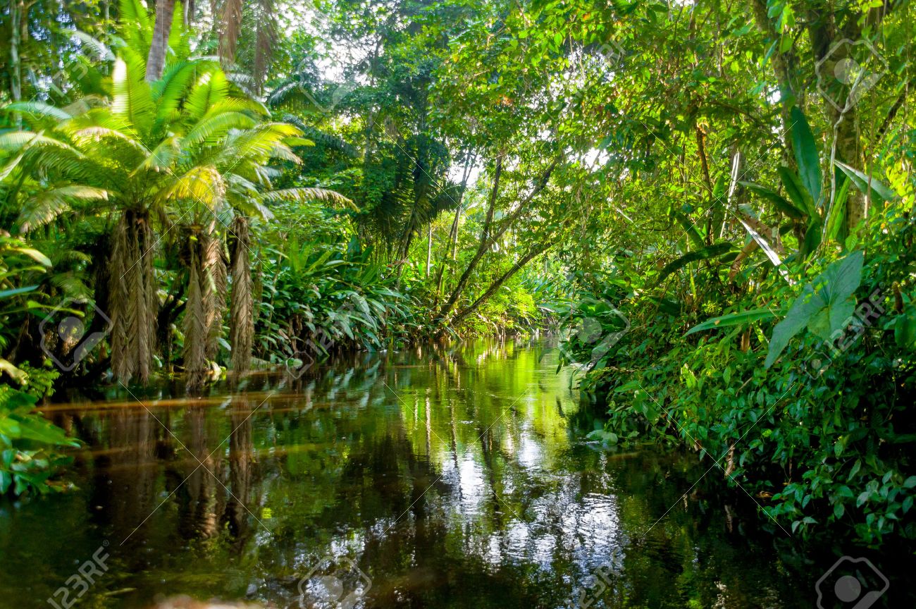 Amazon Jungle Stock Photo Picture And Royalty Free Image Image Amazon Jungle Stock Photo Picture And Royalty Free Image Image