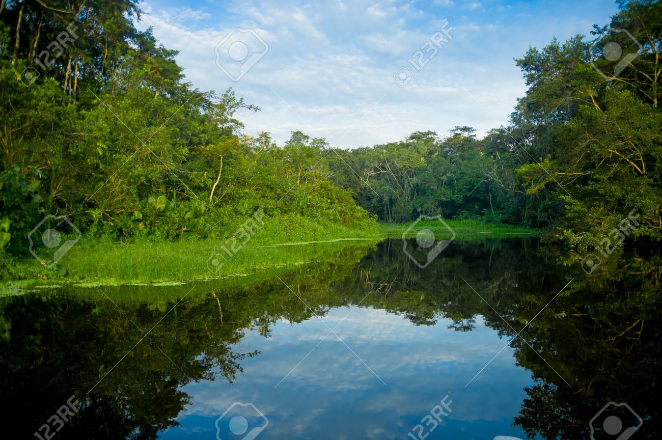 アマゾンの風景