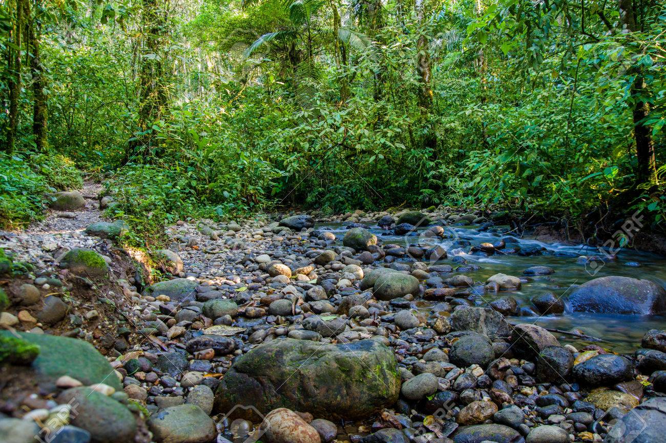 Small Amazon Jungle Sideriver With Little Water Exposing Rocks And Circular  Shaped Stones . Stock Photo, Picture and Royalty Free Image. Image 54867550., image size:1300x864