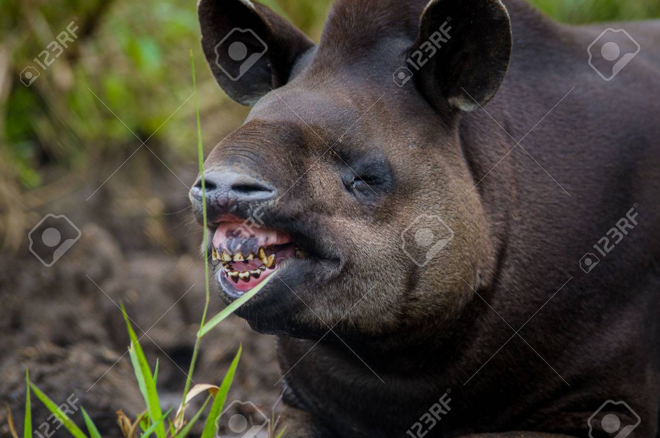 Closeup Beautiful Brown Tapir, Biggest Mammal Of The Amazon Rainforest.  Stock Photo, Picture and Royalty Free Image. Image 54866787., image size:1300x864