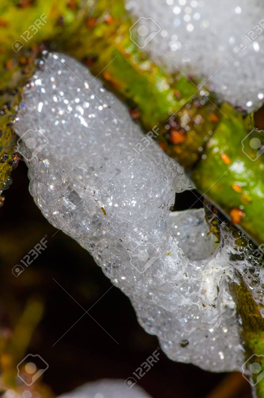 Cuyabeno 国立公園エクアドルのアマゾンの熱帯雨林の中の虫卵泡蝉ボール の写真素材 画像素材 Image
