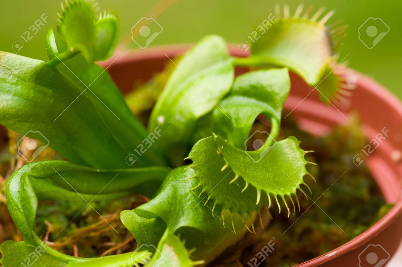 エキゾチックな昆虫を食べる捕食者花ハエトリグサ ハエジゴク背景をぼかしで 粘土の植木鉢に植え の写真素材 画像素材 Image