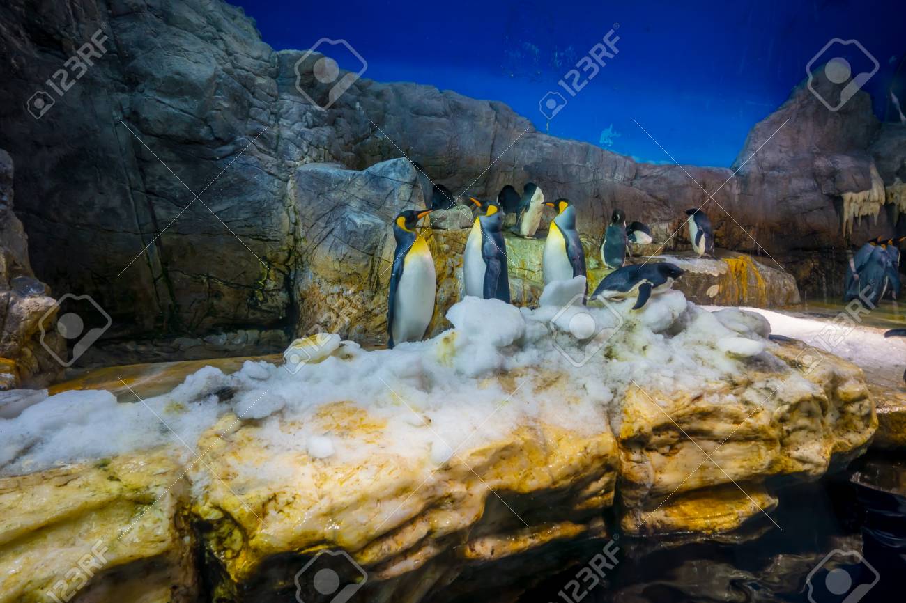 Immagini Stock Pinguino Nell Acquario Di Osaka Kaiyukan L Acquario Di Osaka Kaiyukan E Uno Dei Piu Grandi Acquari Pubblici Al Mondo Situato A Osaka In Giappone Image