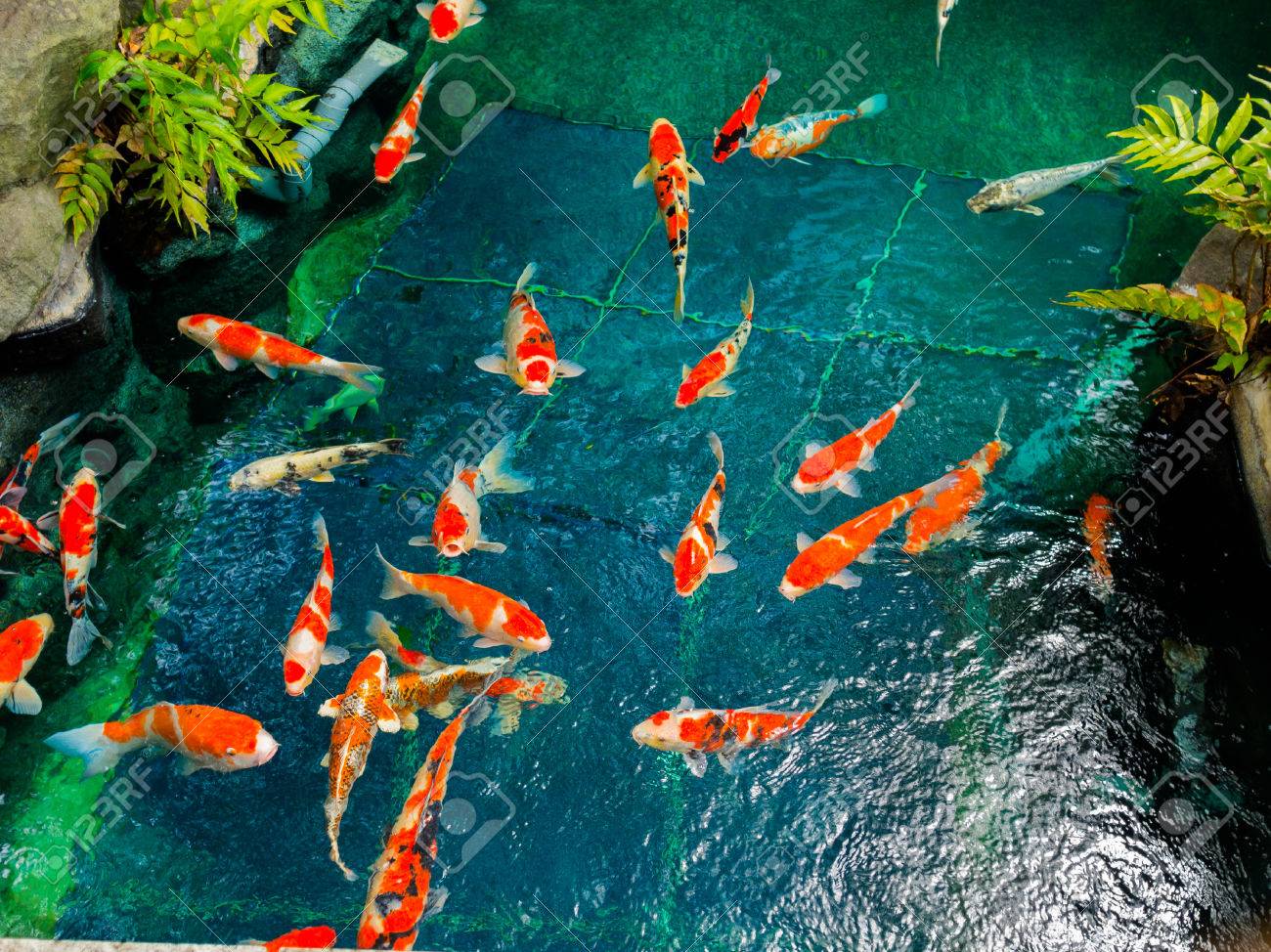 美しい鯉卓球の小さな川、東京都で日本の庭浅草観音の寺で緑の低木に