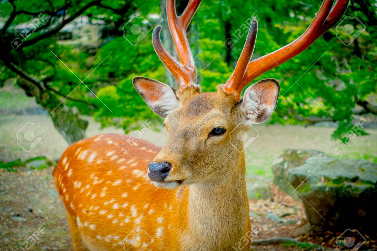 野生の鹿のクローズ アップ 奈良のこの都市は 日本の主要な観光地 の写真素材 画像素材 Image