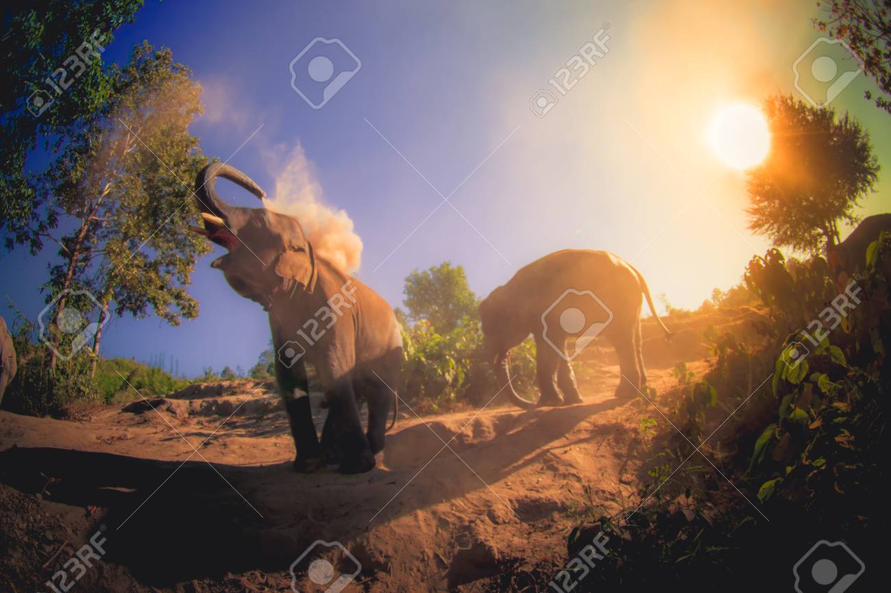 Schone Ansicht Im Freien Von Den Jungen Elefanten Die Nahe Dem Flussufer In Der Natur Am Elefantdschungel Schongebiet In Chiang Thailand Gehen Lizenzfreie Fotos Bilder Und Stock Fotografie Image
