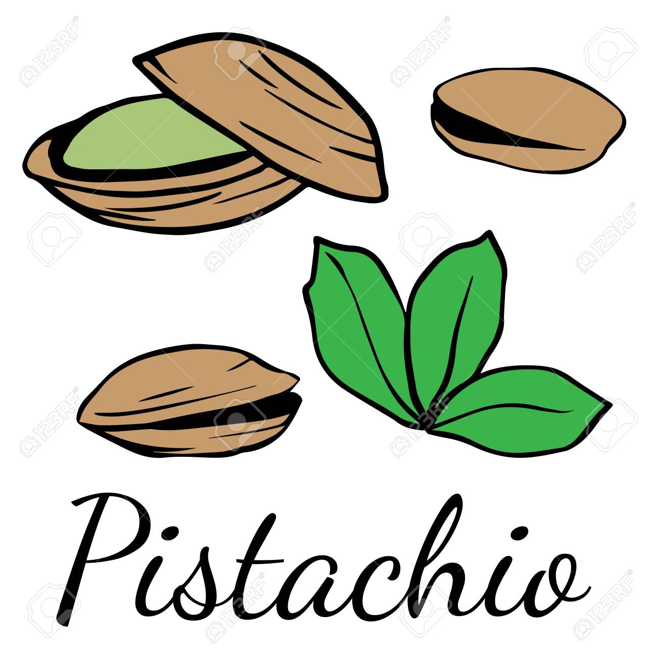 Doodle Sketch Pistachio On White Background Cartoon Drawing