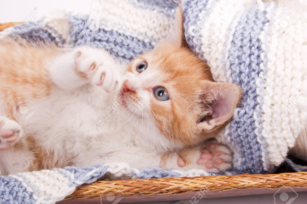 Petit Chat Couche Dans La Laine Banque D Images Et Photos Libres De Droits Image