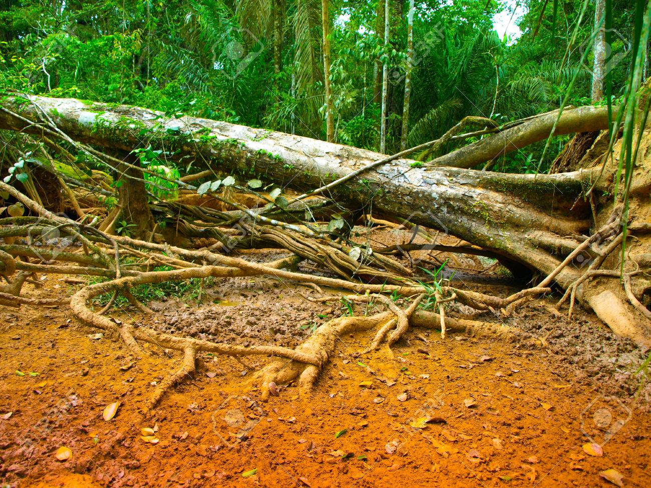 Почва тропических лесов. Почва экваториальных лесов африки. Тропики почва. Красно-желтые ферраллитные почвы африки. Тропики почва.