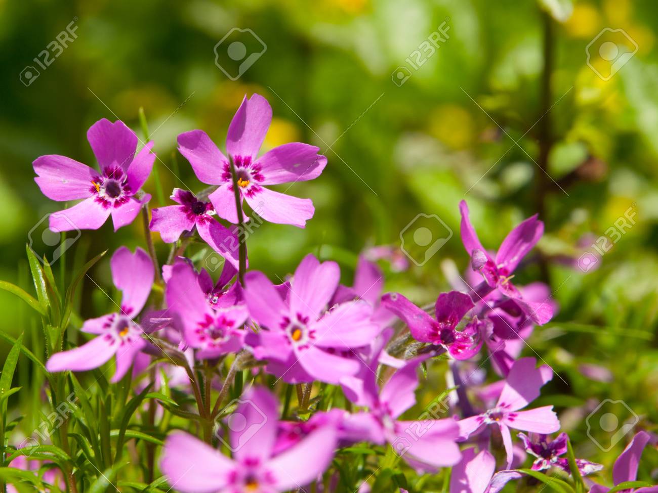 春に多くの小さなピンク色の花 の写真素材 画像素材 Image
