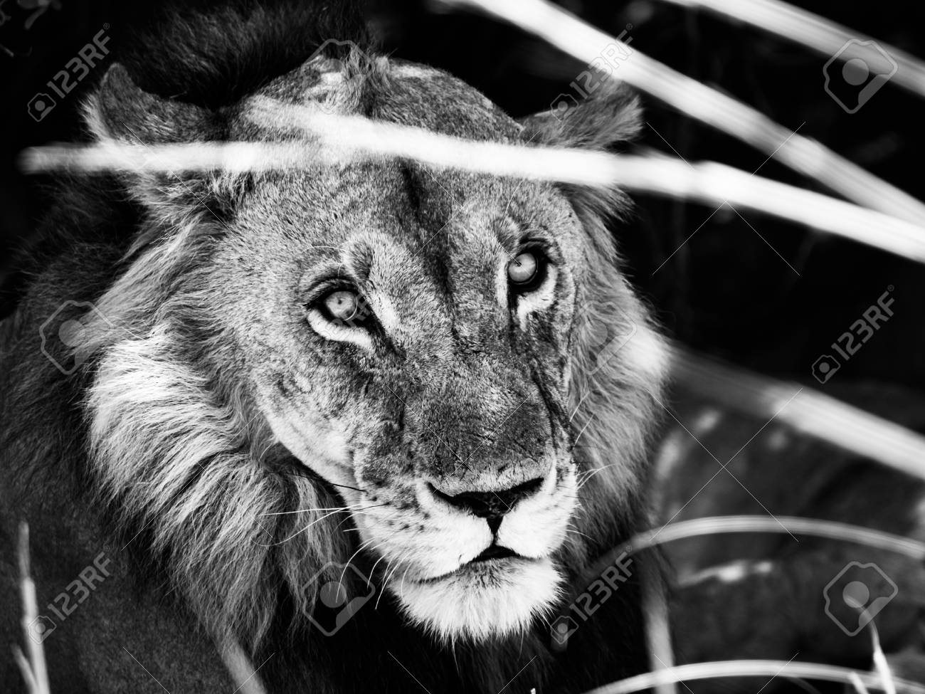 etiam-dictum-ipsum-a-felis