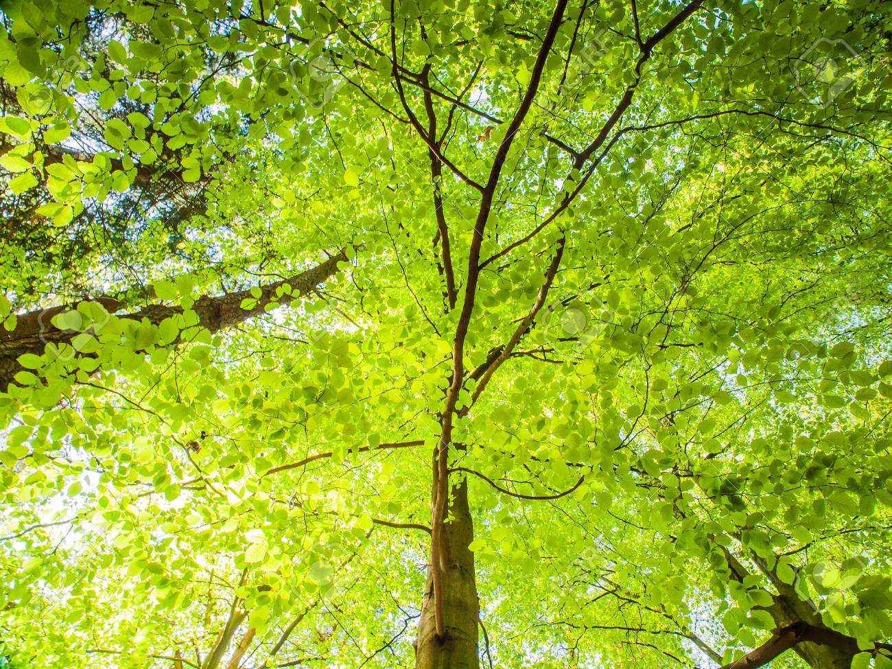 春の森の中 緑豊かな明るい緑の下部ビュー ツリーの太陽に照らされた葉します 自然な背景の壁紙 の写真素材 画像素材 Image 春の森の中 緑豊かな明るい緑の下部ビュー ツリーの太陽に照らされた葉します 自然な背景の壁紙 の写真素材 画像素材 Image