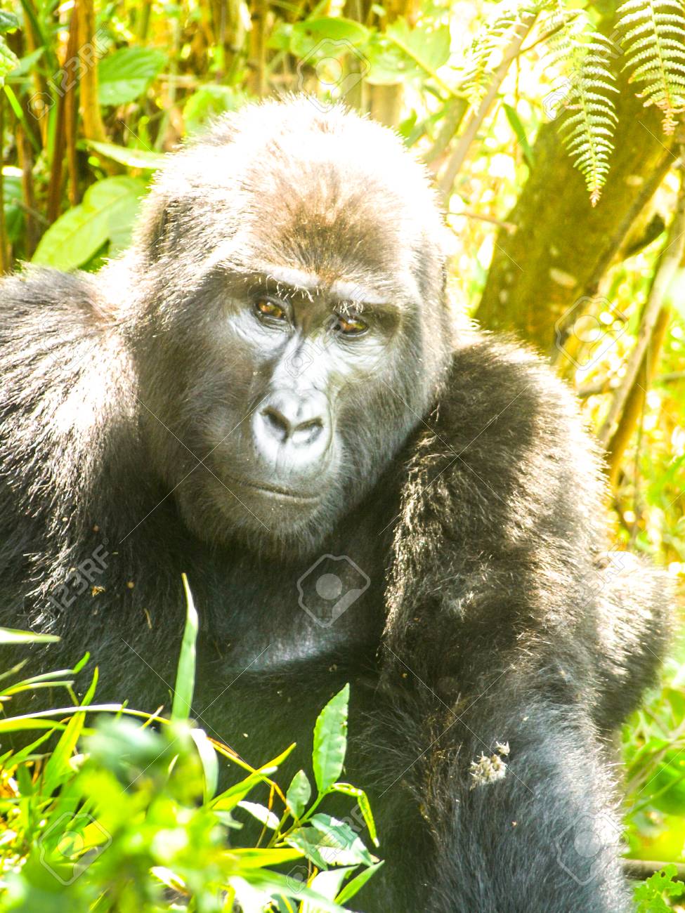 Portrat Des Erwachsenen Mannlichen Ostgorillas Gorilla Beringei Alias Silverback Im Naturlichen Lebensraum Kritisch Gefahrdeter Primat Grune Dschungelwalder Von Bwindi Impenetrable Nationalpark Uganda Afrika Lizenzfreie Fotos Bilder Und Stock