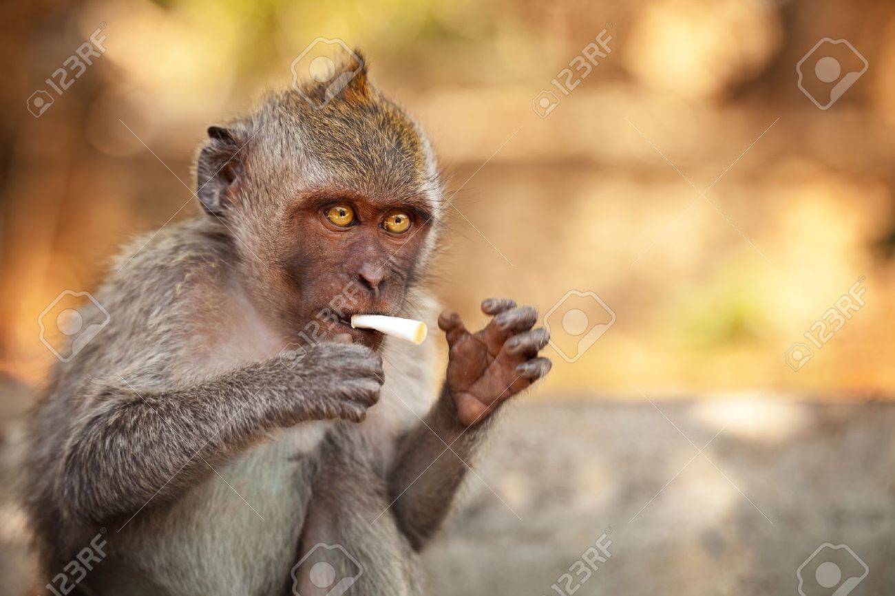 タバコの部分を持つ若い野生の猿 の写真素材 画像素材 Image
