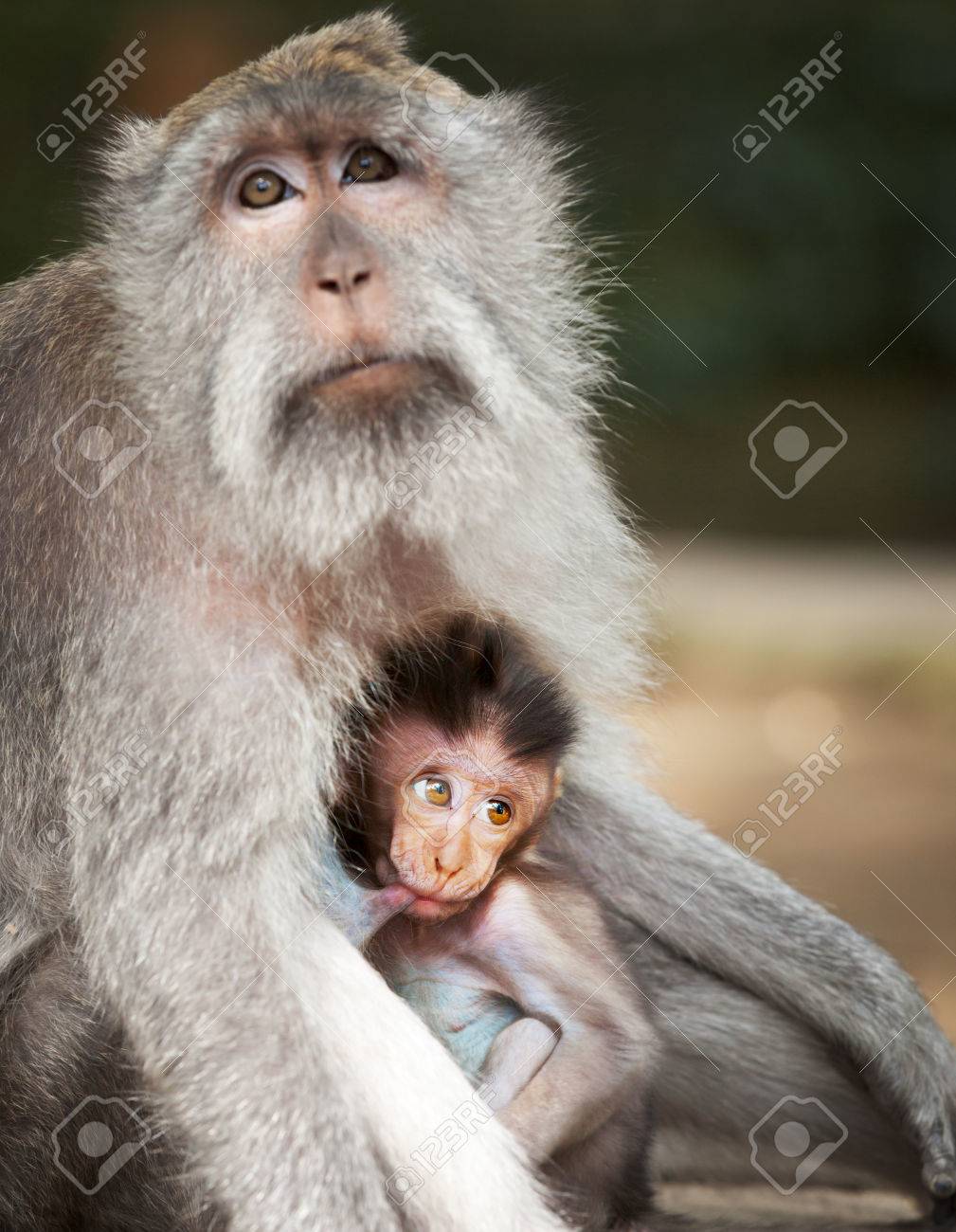 猿は 彼女の赤ちゃんをフィードします 動物 母と子 インドネシア の写真素材 画像素材 Image 猿は 彼女の赤ちゃんをフィードします 動物 母と子 インドネシア の写真素材 画像素材 Image