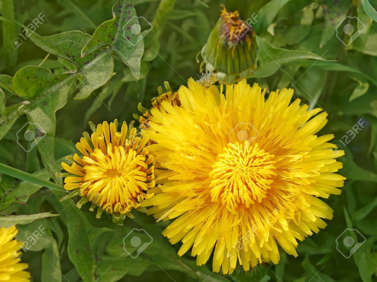春の晴れた日のタンポポの花のクローズ アップ の写真素材 画像素材 Image