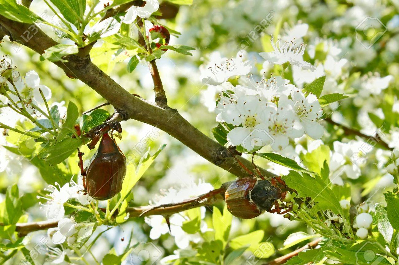 サンザシの木の花と葉を食べるヨーロッパ コガネムシ甲虫 の写真素材 画像素材 Image