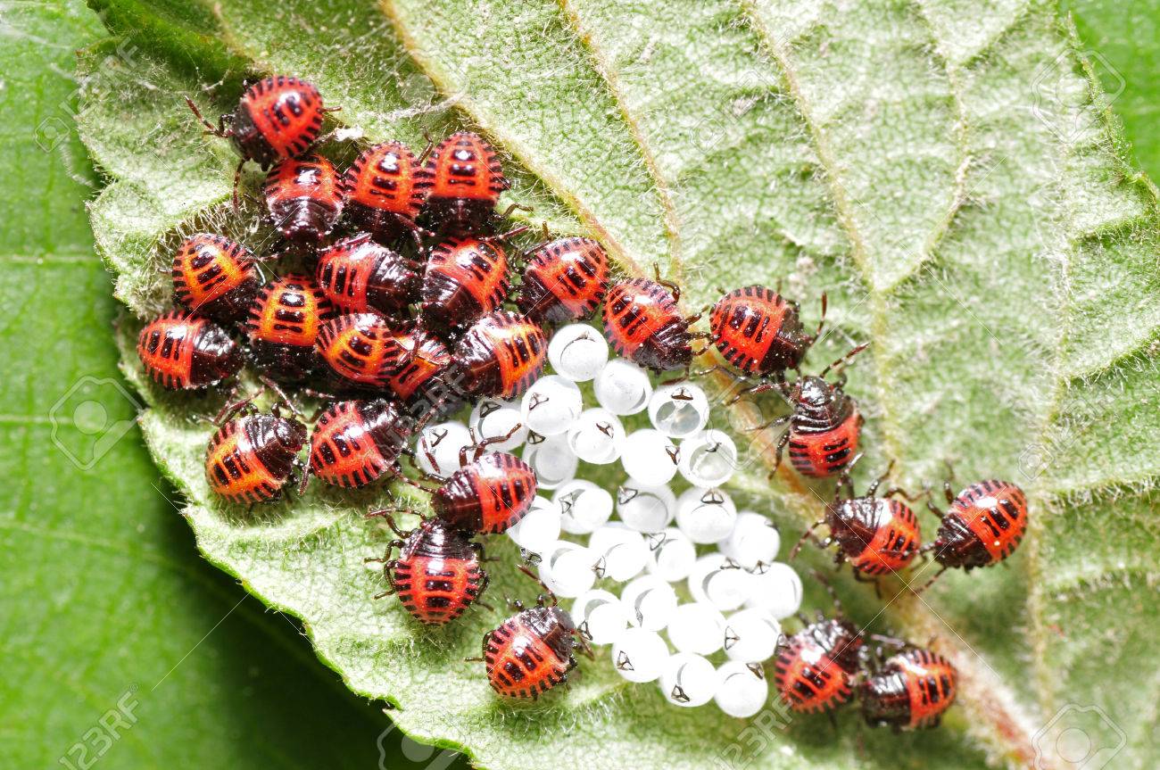 カメムシの卵や幼虫 の写真素材 画像素材 Image