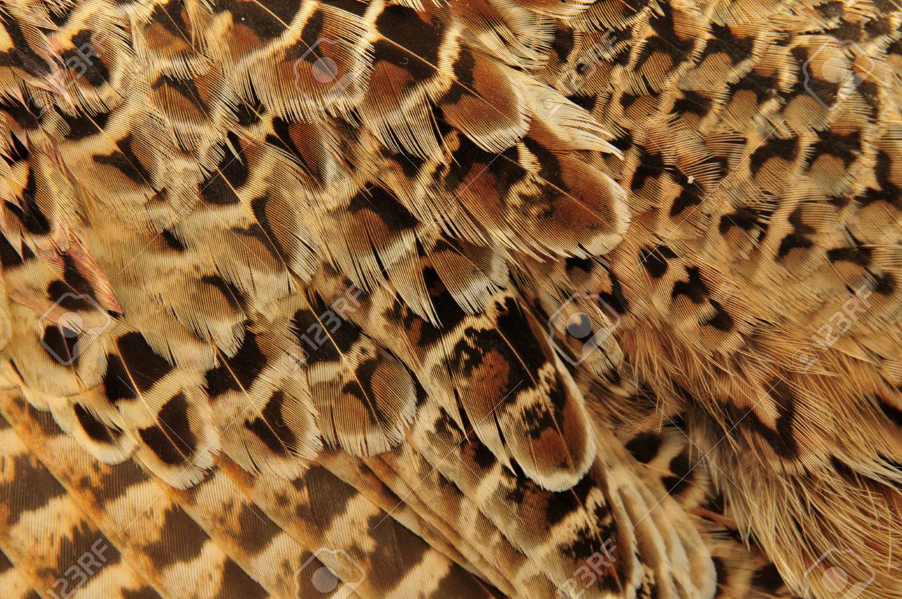 キジの羽 の写真素材 画像素材 Image キジの羽 の写真素材 画像素材 Image