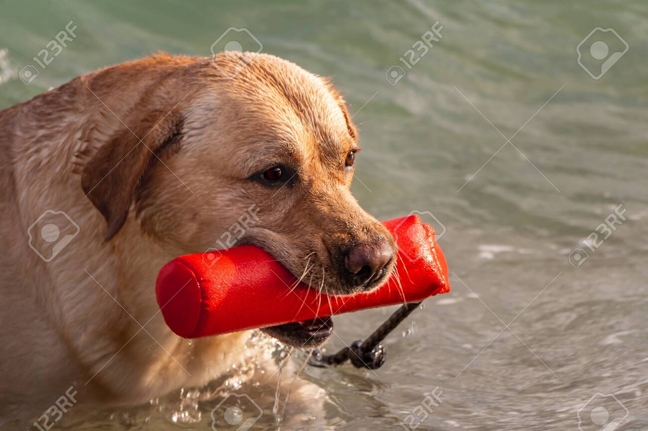 dog biting water spray