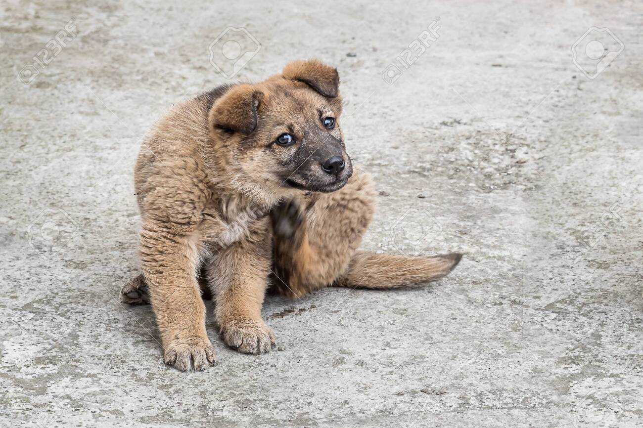 A Beautiful Bright Brown Puppy With Dark Sad Eyes And Black Nose Stock Photo Picture And Royalty Free Image Image
