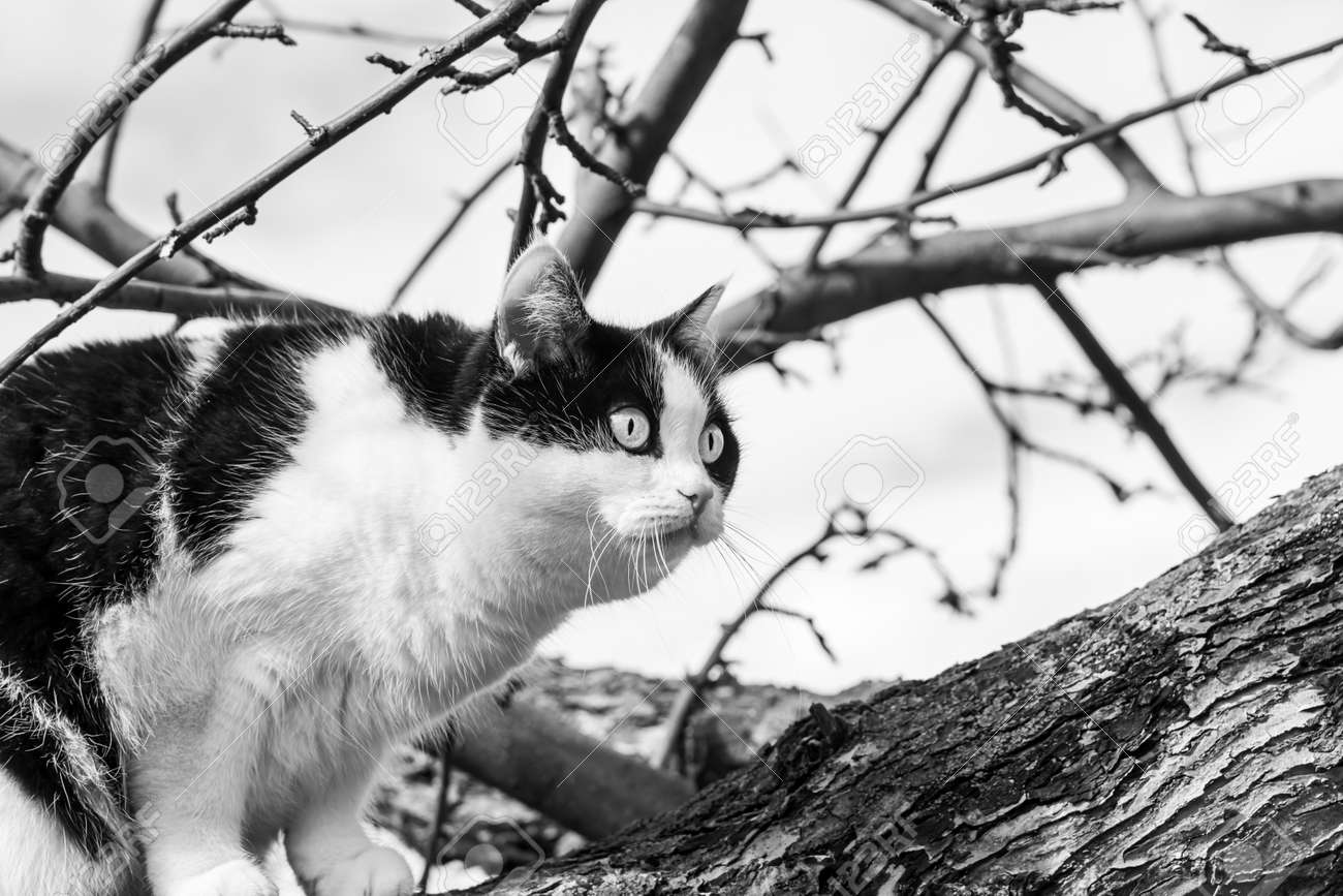 A beautiful adult young black and white cat with big eyes scrambles on a tree in the garden in autumn - 168626931 A beautiful adult young black and white cat with big eyes scrambles on a tree in the garden in autumn - 168626931