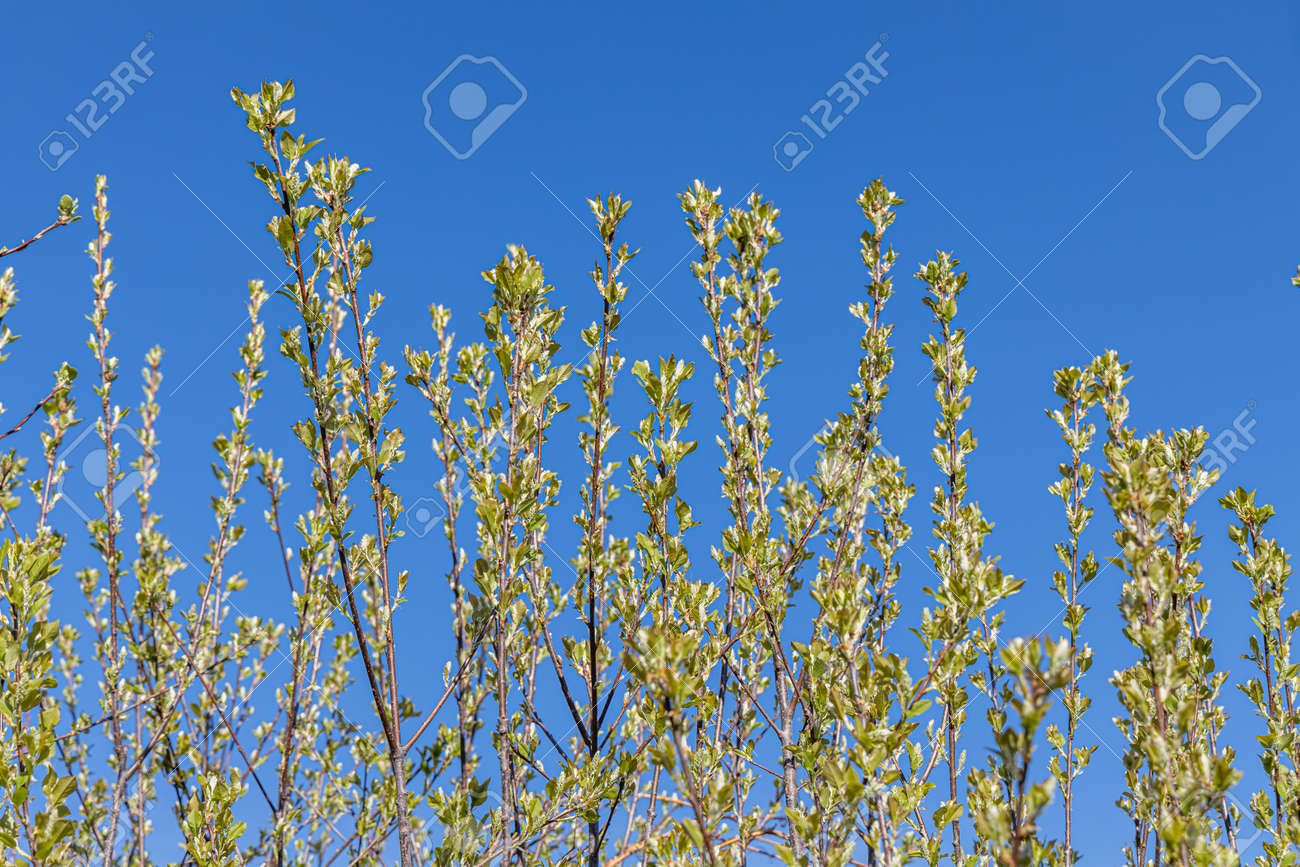 The young branches of bird cherry with green leaves and buds before flowering - 168626992 The young branches of bird cherry with green leaves and buds before flowering - 168626992